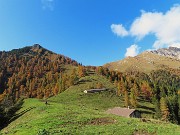 43 Il Pizzo Badile rivestito di larici colorati d'autunno baciati dal sole 